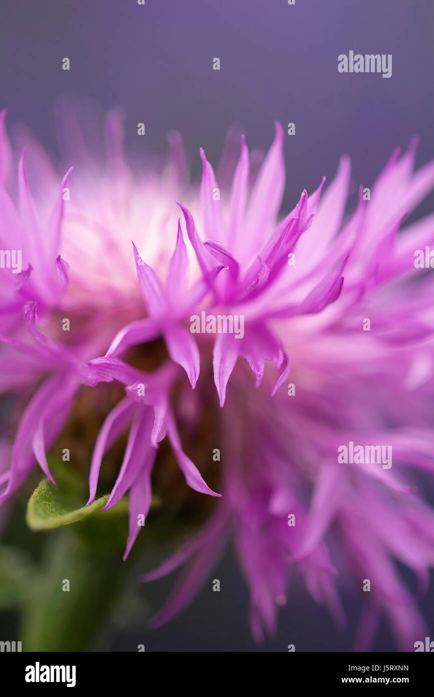 Flockenblume, Centaurea, Nahaufnahme von Flowerhead wachsen im Freien. Stockfoto