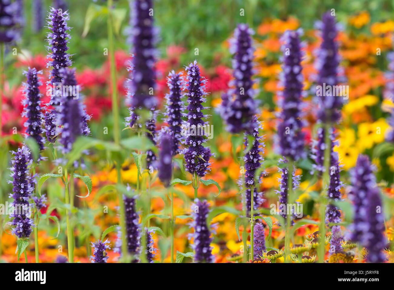Ysop, Anis-Ysop, Wildform Foeniculum, lila farbigen Blumen wachsen im Freien mit verschiedenen bunten Pflanzen. Stockfoto