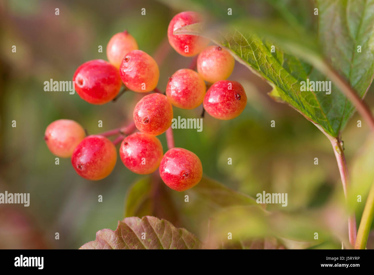 Viburnum, Guelder Rose, Viburnum Opulus, Nahaufnahme eines Clusters von roten Beeren wachsen im Freien. Stockfoto