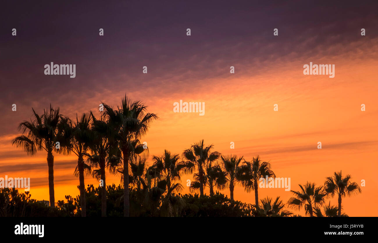 Palmen in Silhouette gegen eine Orange und dark sky, Elviria, Marbella. Stockfoto