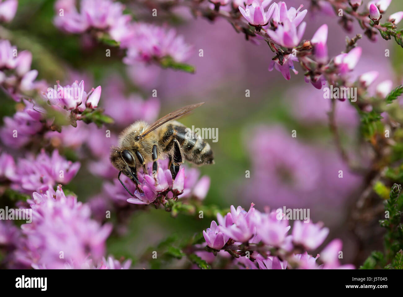 Heather, Calluna Vulgaris, Nahaufnahme der Honigbiene, Apis Mellifera bestäuben die Blüten auf Moorland Co Durham. Stockfoto