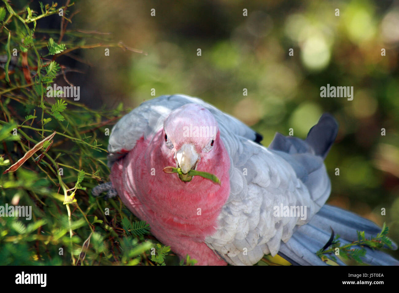 Vogel Vögel Australien Schlucht verschlingen verschlingen Kakadu Prachtexemplar Stockfoto
