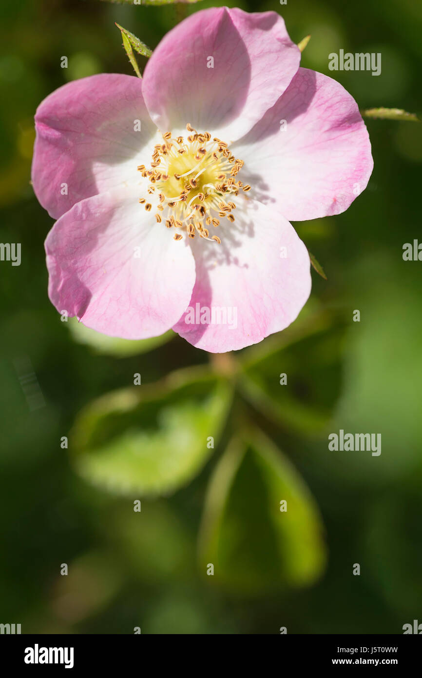 Rose, Hundsrose, Rosa Canina, rosa gefranste Blüte wachsenden outdoor zeigt Staubgefäße. Stockfoto