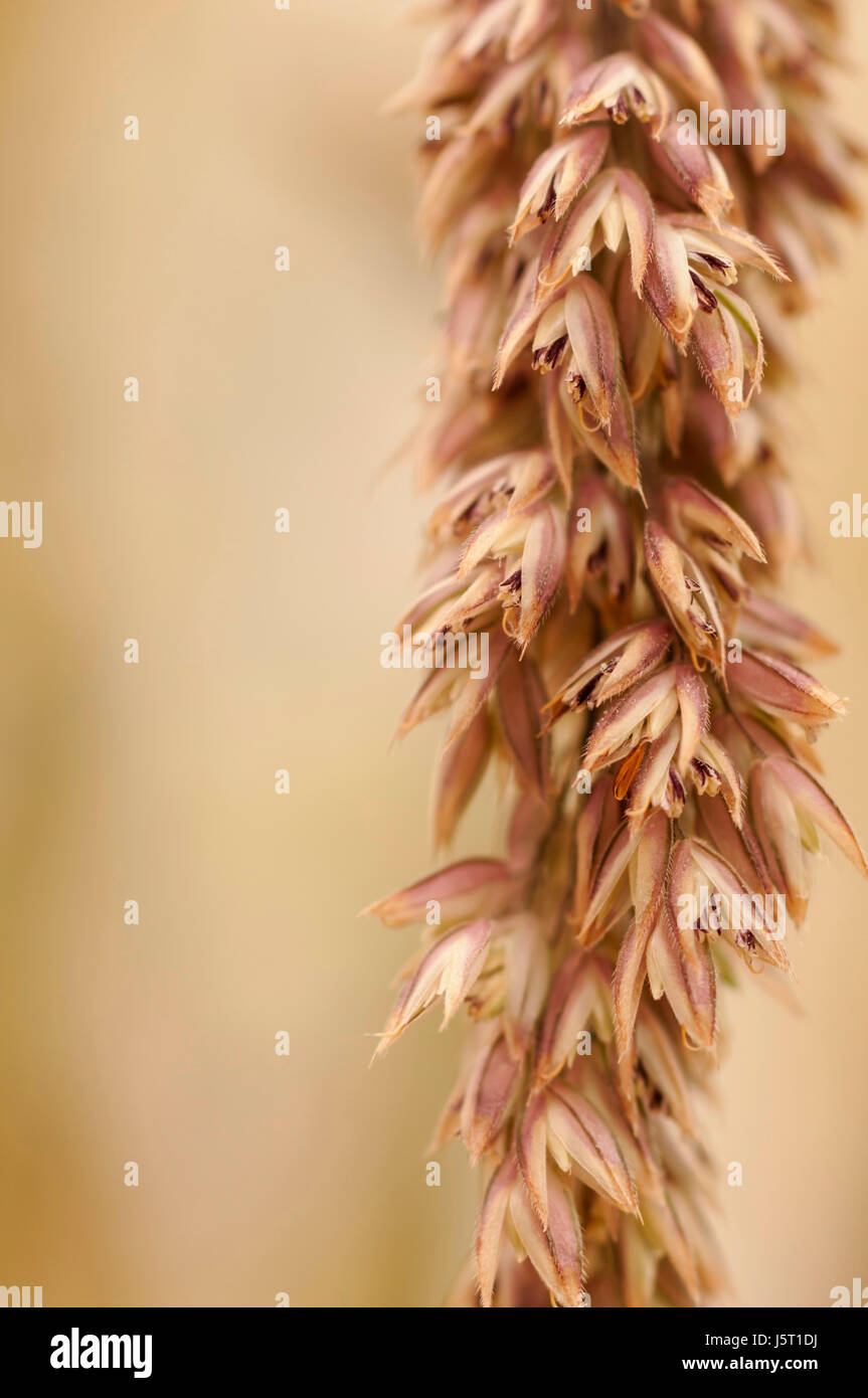 Raygras, italienisches Weidelgras Lolium Multiflorum, Grass Seedhead Nahaufnahme zeigt Antheren. Stockfoto