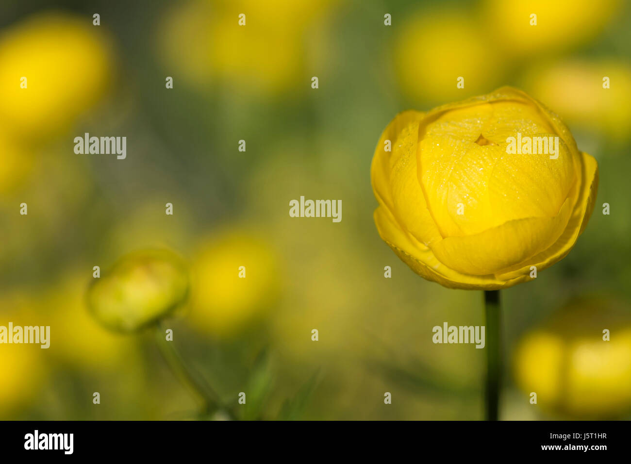Globeflower, Europaeus Trollblume, Anbau im Freien in helle Morgensonne. Stockfoto