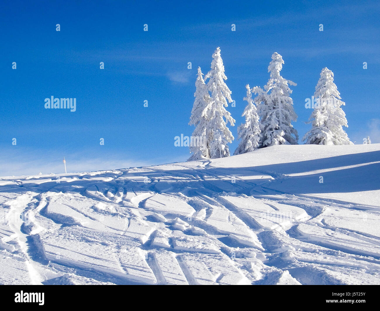 Glanz strahlt hell lucent leichte heitere leuchtenden Baum Bäume verschneiten lust Stockfoto