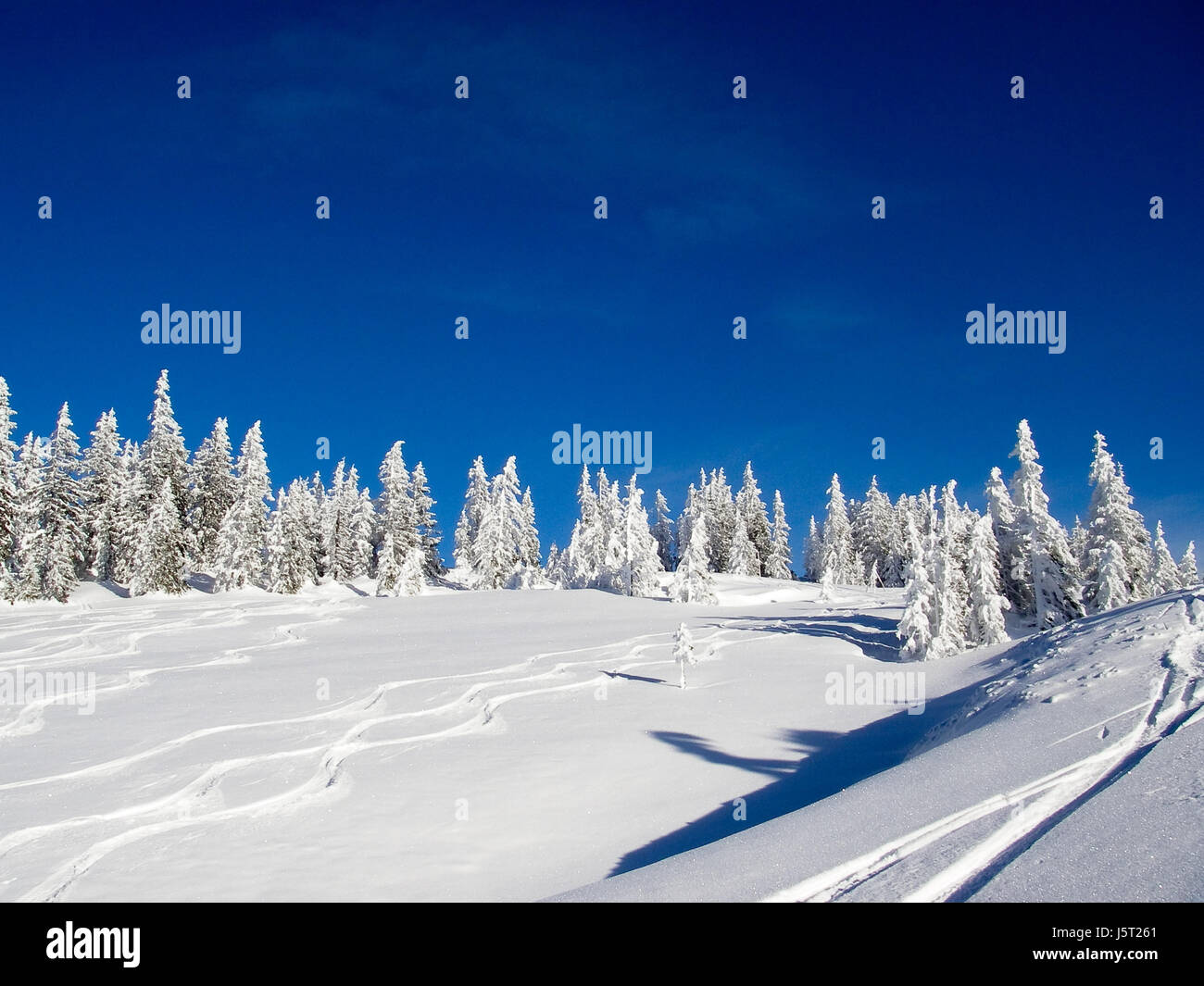 Baum Bäume winter verschneiten Radio stille Ruhe Ruhe Ruhe Firmament Himmel Schnee Stockfoto