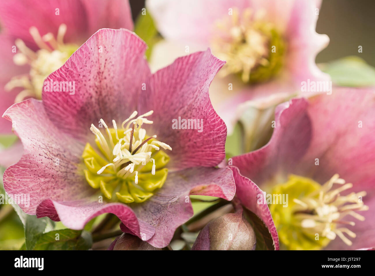 Nieswurz, Helleborus, Christrose Fastenzeit Rose Nahaufnahme von einer Gruppe von Flowerheads. Stockfoto