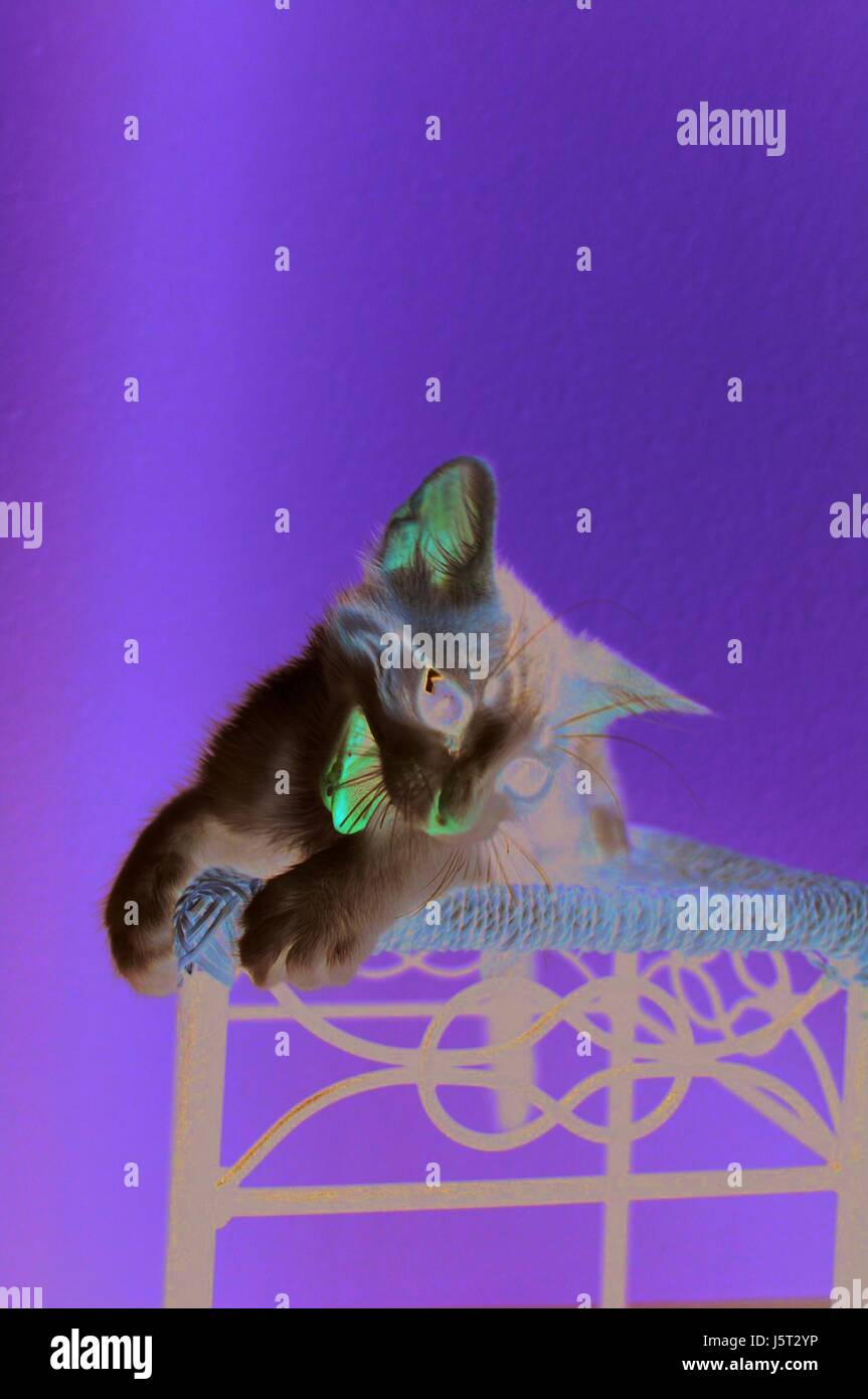 Hangover 3 Stockfoto