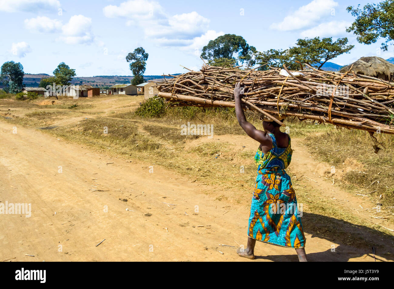 Frau, die eine schwere Bündel Brennholz auf dem Kopf zu Fuß auf einem Feldweg zu einem ländlichen Dorf in Malawi, Afrika Stockfoto
