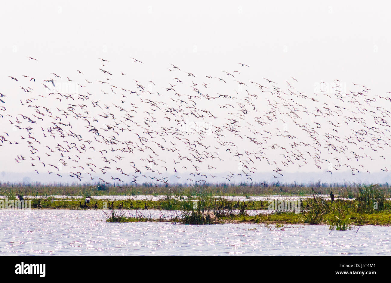 Ein Vogelschwarm steigt von den Ufern des Flusses Shire, Liwonde Nationalpark, Malawi, Afrika Stockfoto