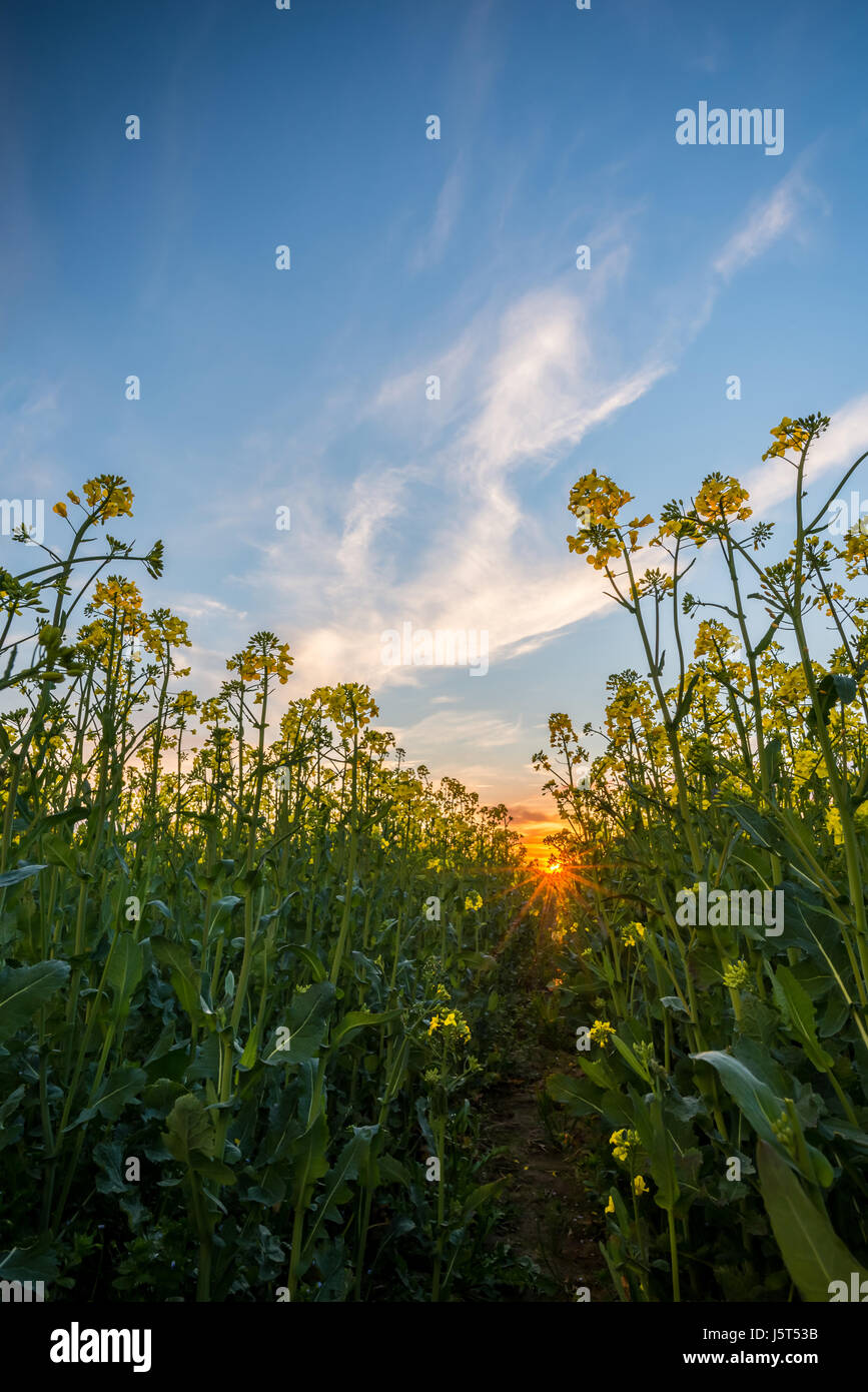 Vertikale Frühling Landschaftsfoto. Niedrige Sicht aus Raps Feld mit gelben Blüten und grünen Pflanzen. Sonnenuntergang mit orange Sonnenstrahlen im Hintergrund. Nic Stockfoto