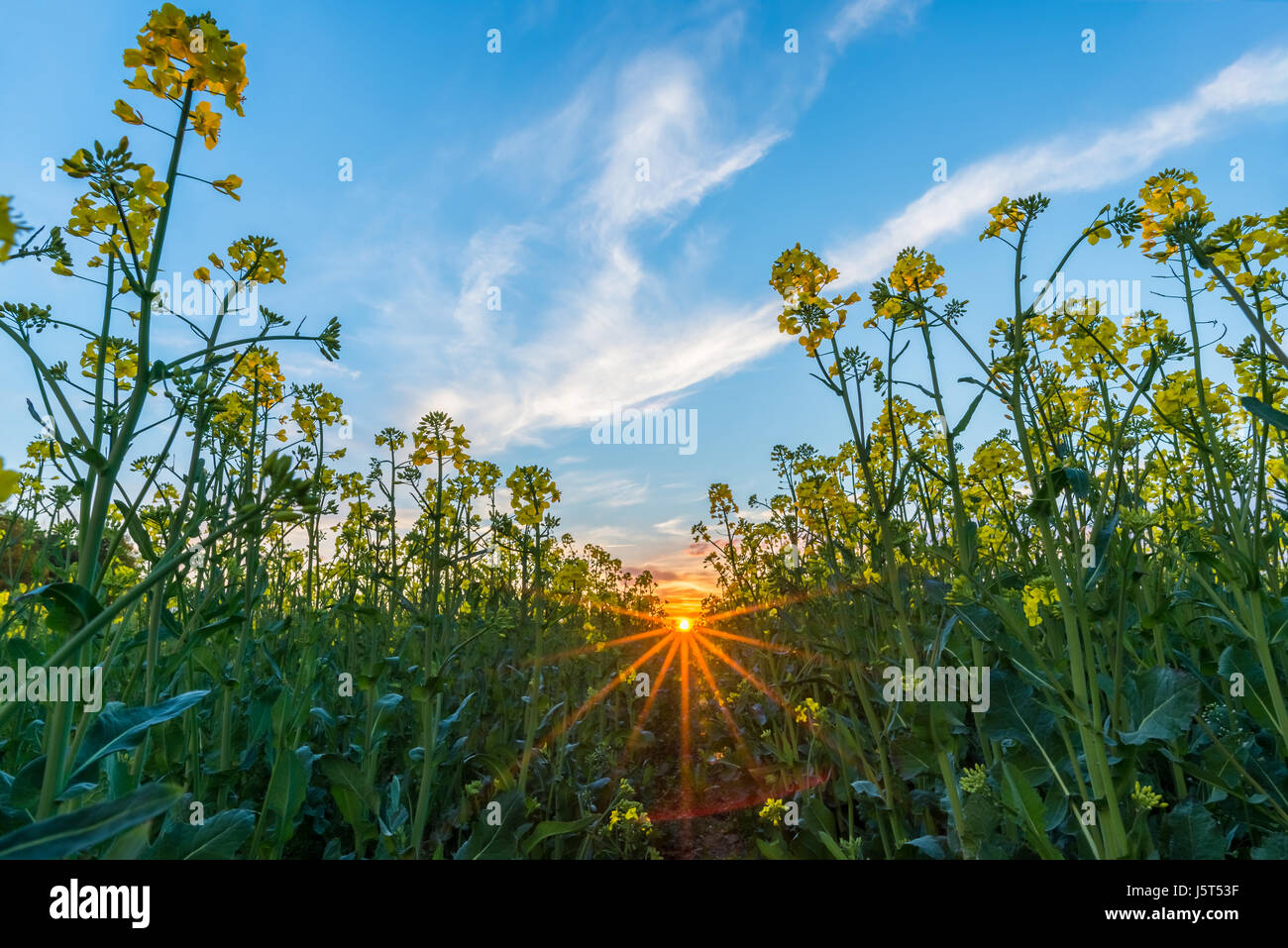 Horizontale Frühling Landschaftsfoto. Niedrige Sicht aus Raps Feld mit gelben Blüten und grünen Pflanzen. Sonnenuntergang mit orange Sonnenstrahlen im Hintergrund. N Stockfoto