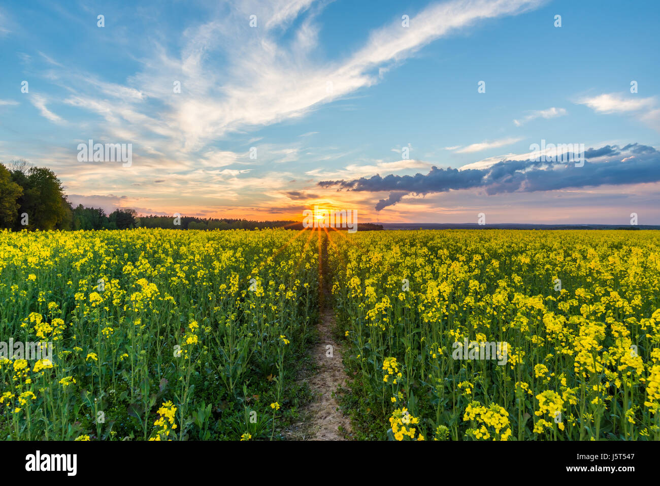 Horizontale Frühling Landschaftsfoto. Raps-Feld mit gelben Blüten und Pfad im Zentrum. Sonnenuntergang mit orange Sonnenstrahlen im Hintergrund. Schöne blaue Himmel Stockfoto