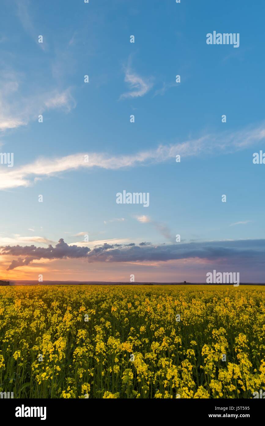 Vertikale Frühling Landschaftsfoto. Raps-Feld mit gelben Blüten. Sonnenuntergang mit orange Sonnenstrahlen ist auf der linken Seite. Schöner blauer Himmel mit dramatischen Pfingstmontag Stockfoto