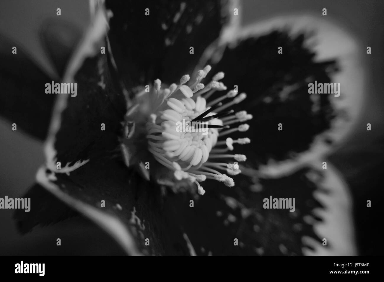 Weisse Blume Mit Dunkler Mitte Stockfotos Und Bilder Kaufen Alamy