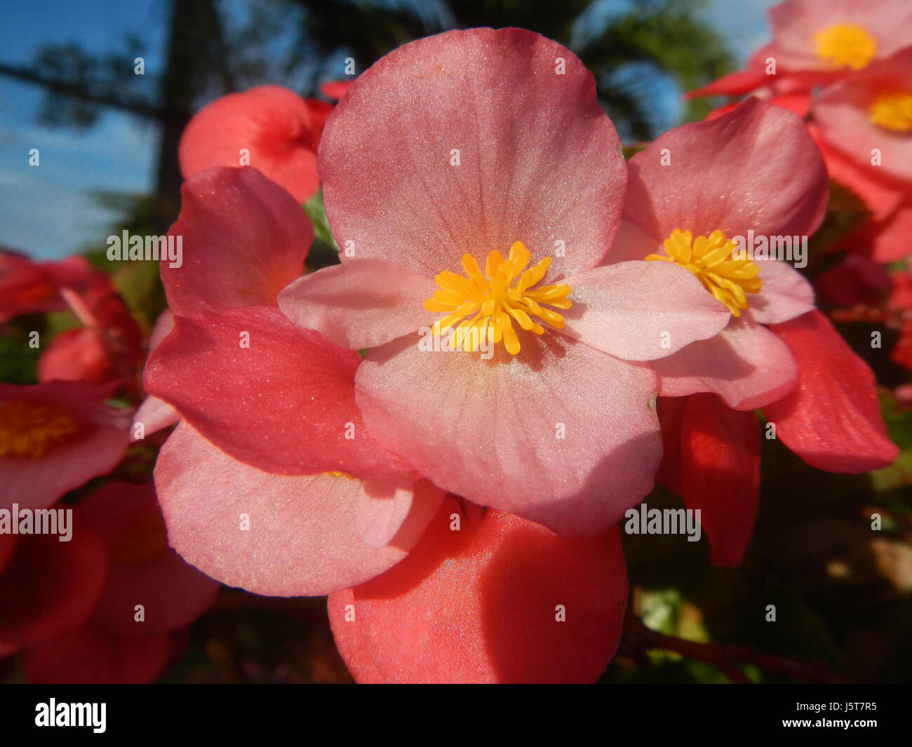 01840 Begonia auf den Philippinen 11 Stockfoto