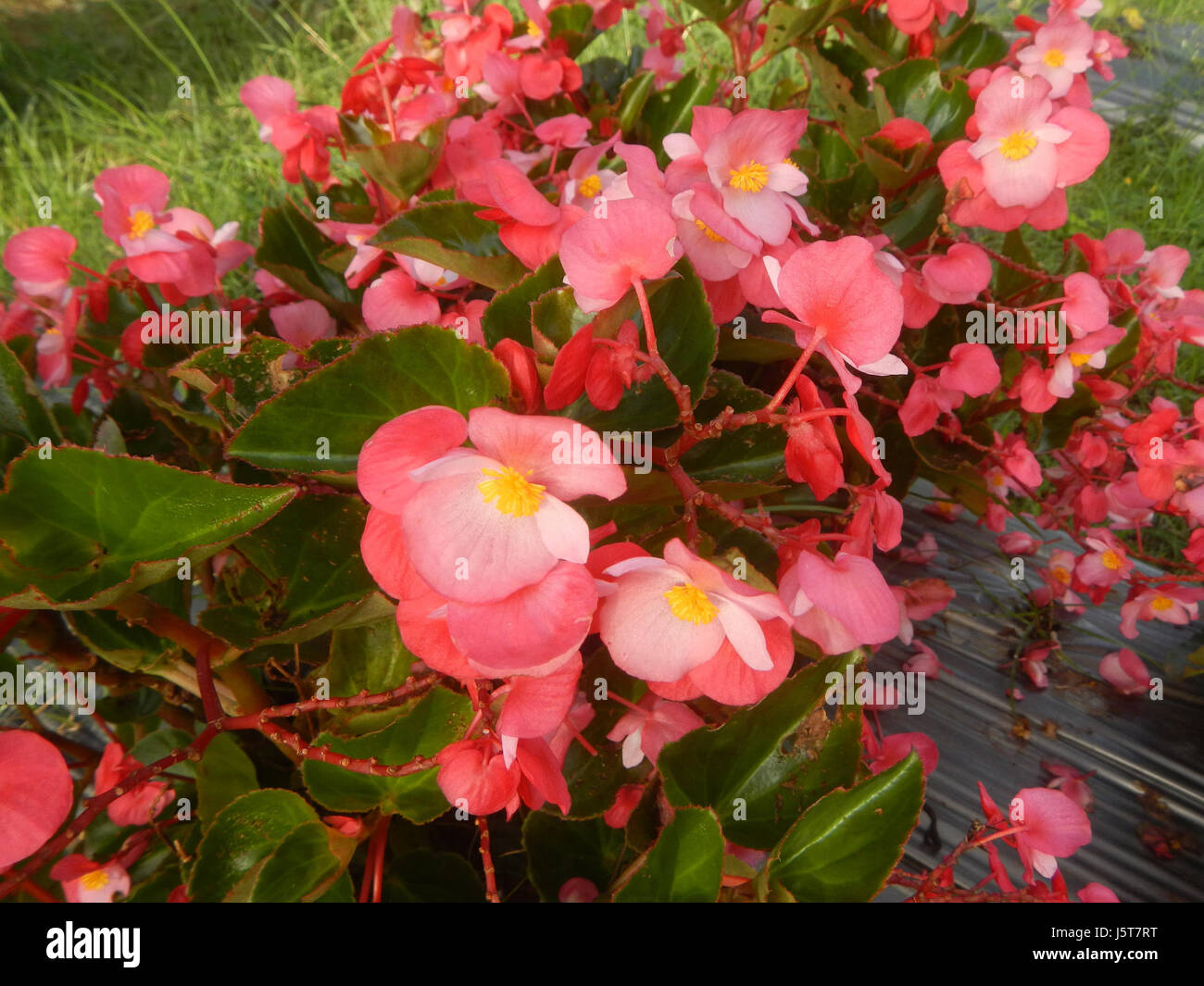 Foto von Begonia-Arten, aufgenommen 1866 auf den Philippinen, das die einzigartigen Merkmale der Pflanze zeigt und zu den botanischen Studien der Flora der Region beiträgt. Stockfoto