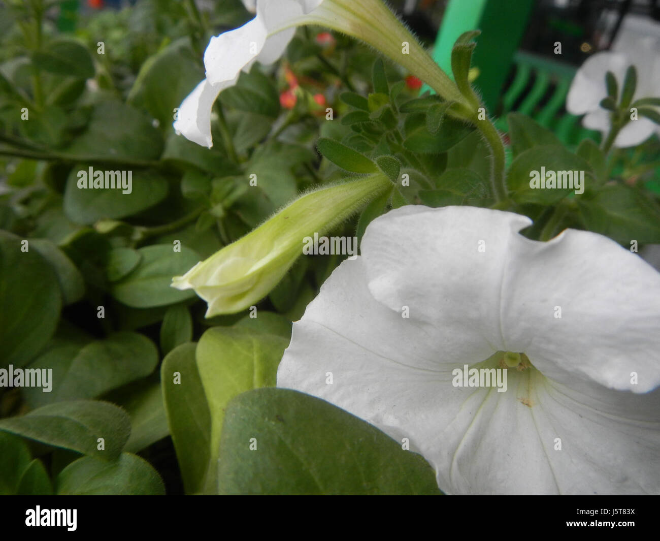 Dieser Titel bezieht sich auf Nahaufnahmen von Petunie-Blumen. Petunien sind bekannt für ihre lebhaften Farben und ihre große Auswahl an Sorten und sind beliebte Zierpflanzen, die oft in Gärten und Landschaften zu finden sind. Stockfoto