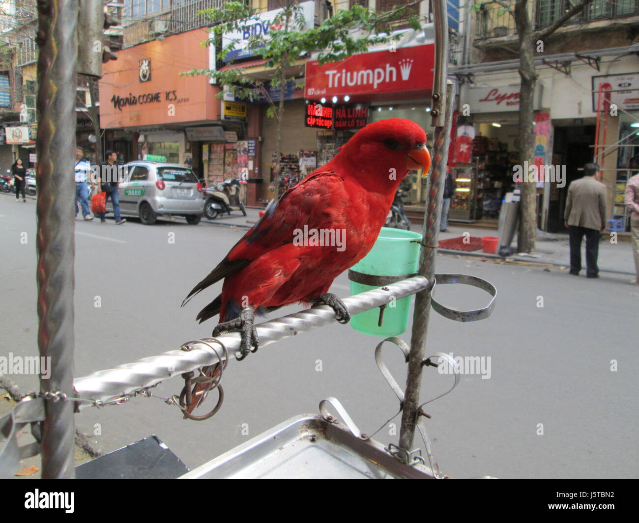 "Verkettete Parrot" ulica Cau gehen. Stockfoto