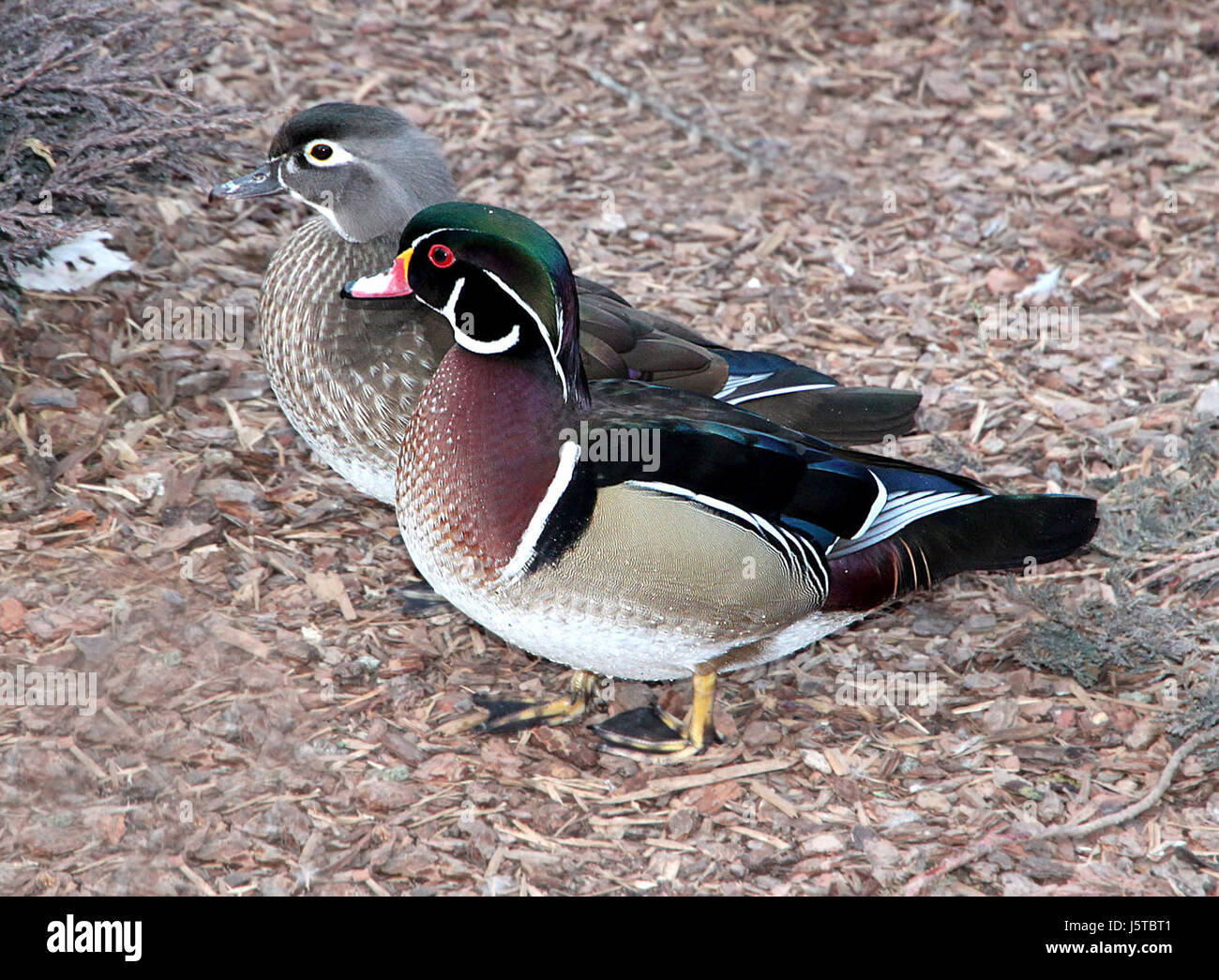 023 - WOOD DUCK (18.12.13)-Albuquerque, nm-05 (11694304534) Stockfoto