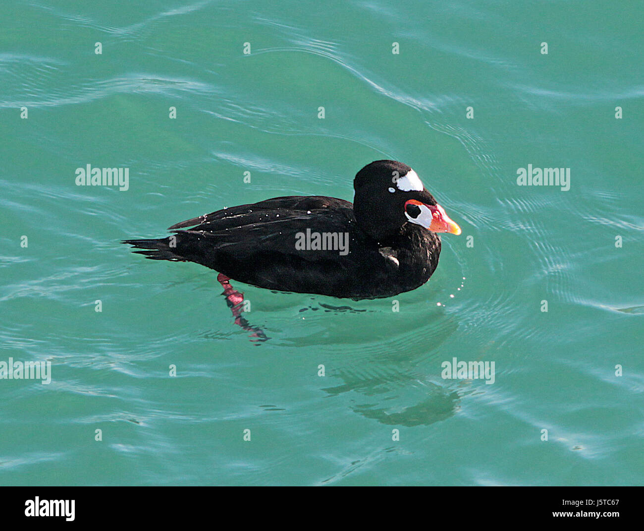 Dieses Bild zeigt einen Surf Scoter, eine Art Meeresente, die in der Nähe des San Simeon Pier im San Luis Obispo County, Kalifornien, beobachtet wurde. Der Vogel ist bekannt für sein unverwechselbares schwarz-weißes Gefieder und findet sich oft entlang der Pazifikküste. Stockfoto