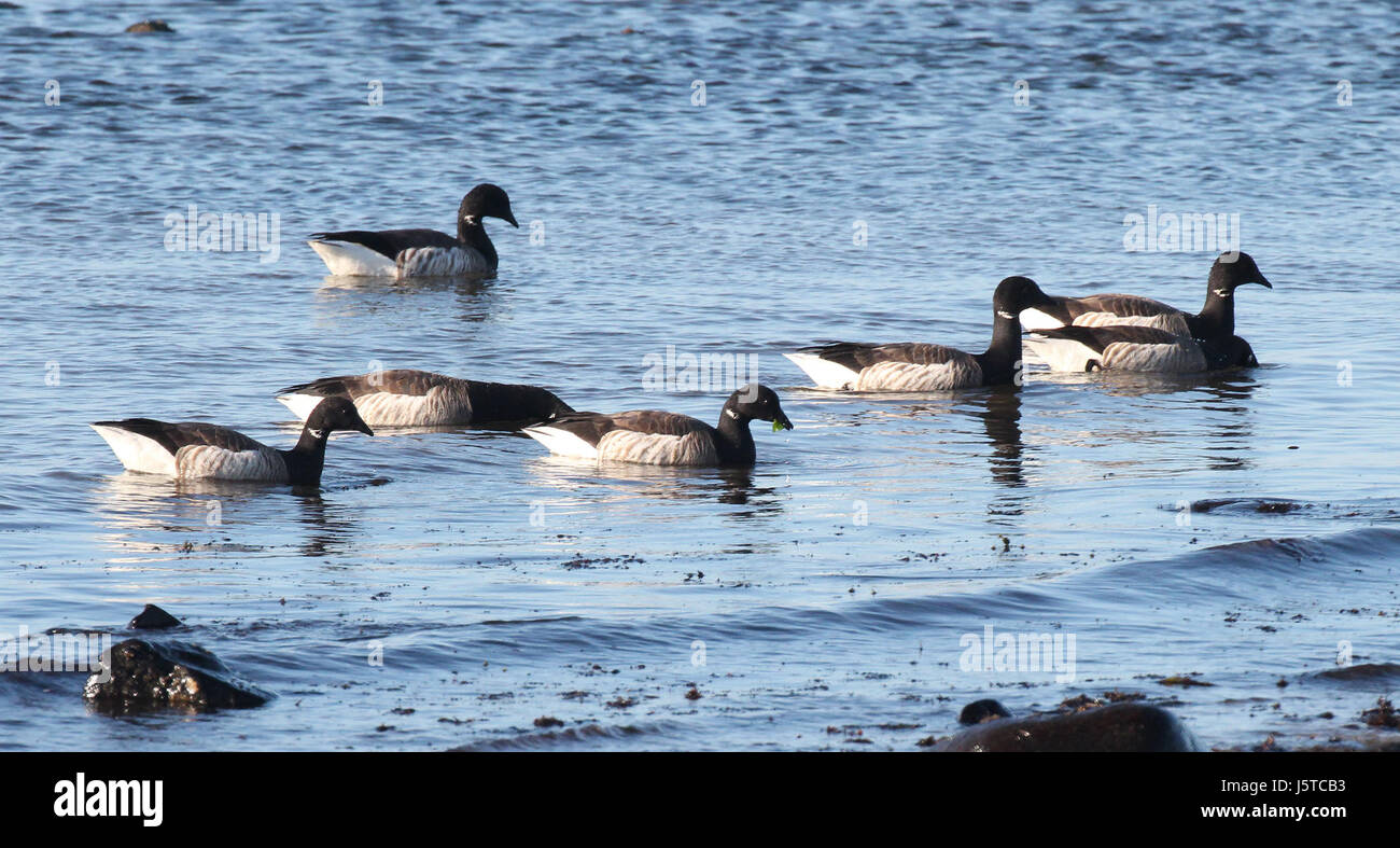 014 - BRANT (20.05.2015) Rockingham co, New Hampshire-01 (18072719488) Stockfoto