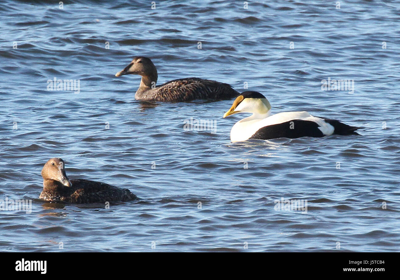 Dieses Foto zeigt eine Common Eider, eine Art von Meeresenten, aufgenommen am 20. Mai 2015 im Rockingham County, New Hampshire. Sie bietet einen detaillierten Blick auf den Vogel in seinem natürlichen Lebensraum. Stockfoto