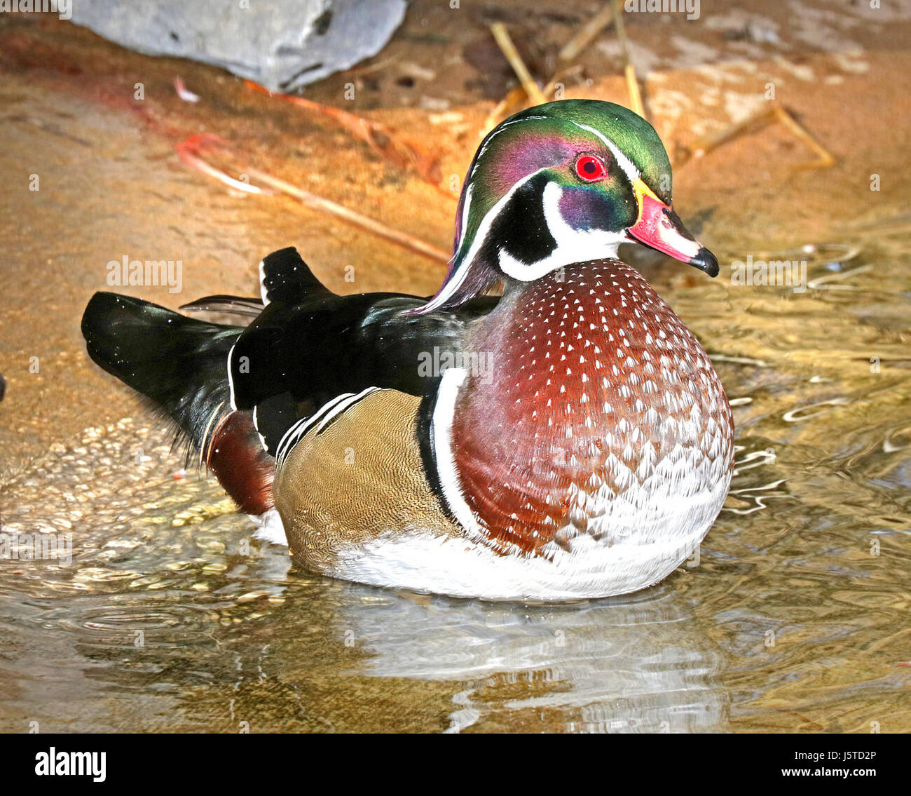 Der Titel bezieht sich auf ein Foto einer Holzente, das am 5. Dezember 2015 im Bernalillo County in New Mexico aufgenommen wurde. Die Wood Duck ist bekannt für ihr lebendiges Gefieder und ist in Nordamerika beheimatet. Stockfoto