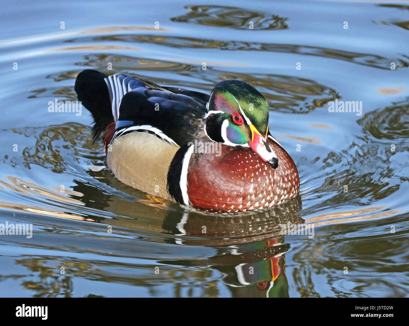 Dieses Bild zeigt eine Holzente, die am 5. Dezember 2015 im Bernalillo County, New Mexico, gesichtet wurde. Die Wood Duck, bekannt für ihr farbenfrohes Gefieder, ist eine markante Art, die in Nordamerika beheimatet ist. Stockfoto