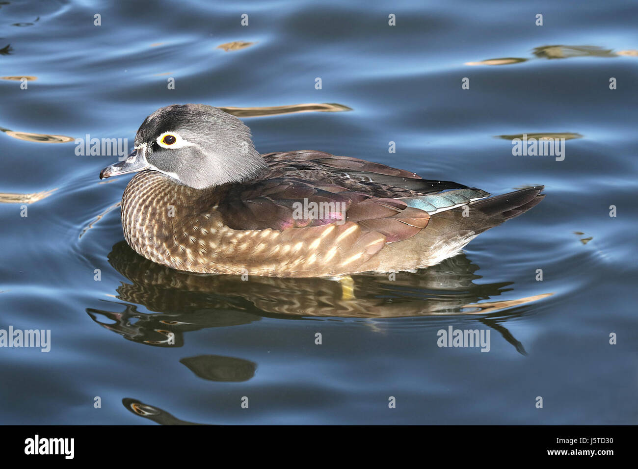Dieser Eintrag bezieht sich auf eine Sichtung einer Wood Duck im Bernalillo County, New Mexico, am 5. Dezember 2015. Der Vogel wurde in seinem natürlichen Lebensraum beobachtet, was die Artenvielfalt der Region unterstreicht. Stockfoto