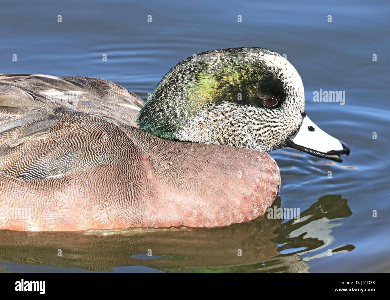 Die American Wigeon, die am 5. Dezember 2015 im Bernalillo County in New Mexico fotografiert wurde, stellt eine Entenart dar, die für ihr markantes Aussehen und ihre Wanderungsmuster bekannt ist. Stockfoto