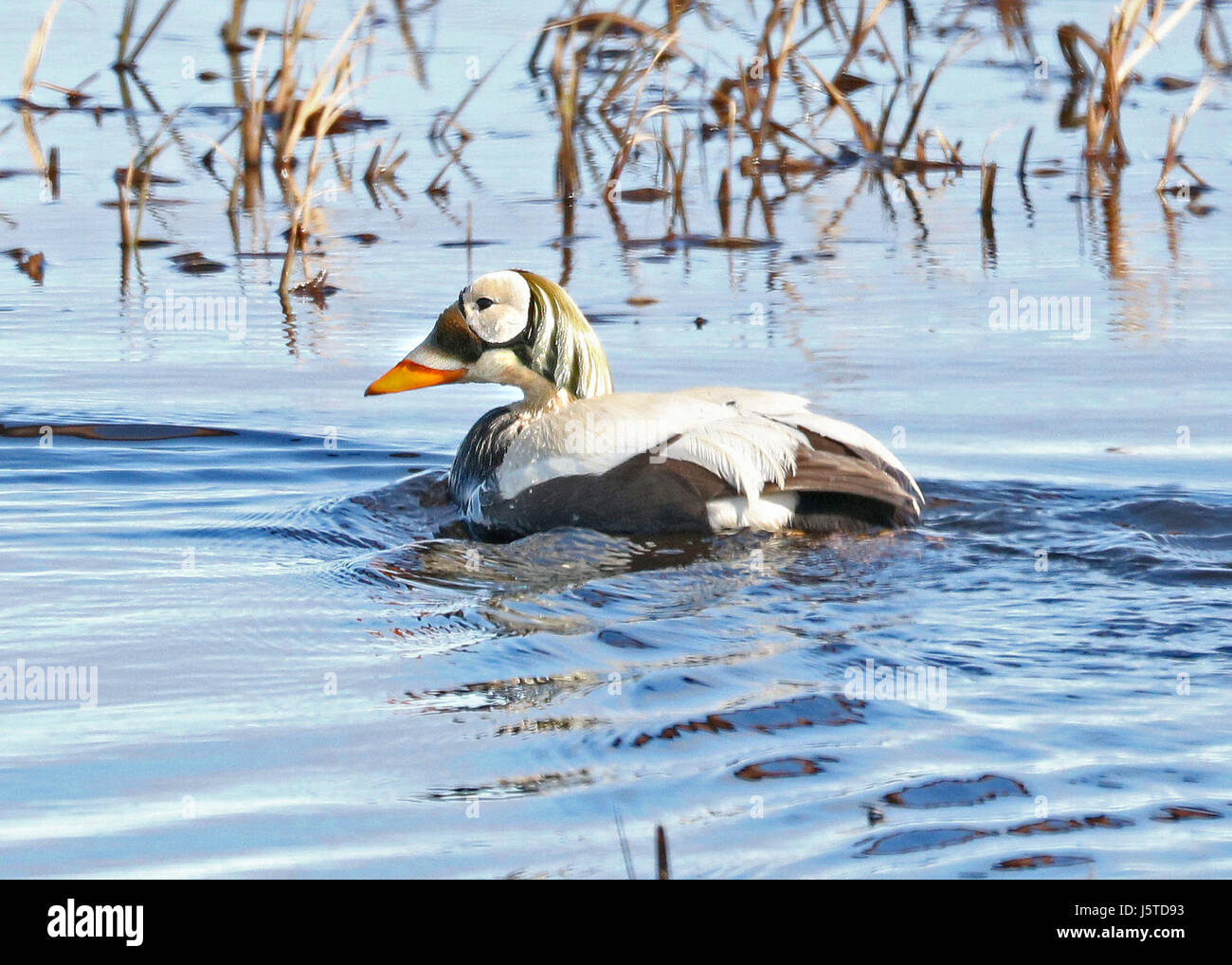 Dieses Foto zeigt den Brilleneider, eine Entenart, die in den arktischen Regionen zu finden ist. Dieser Vogel wurde in Barrow, Alaska, gefangen und ist bekannt für sein unverwechselbares Aussehen, das durch ein dunkles Gesicht mit einem markanten weißen Ring um seine Augen gekennzeichnet ist, der sich in seinem Namen widerspiegelt. Stockfoto