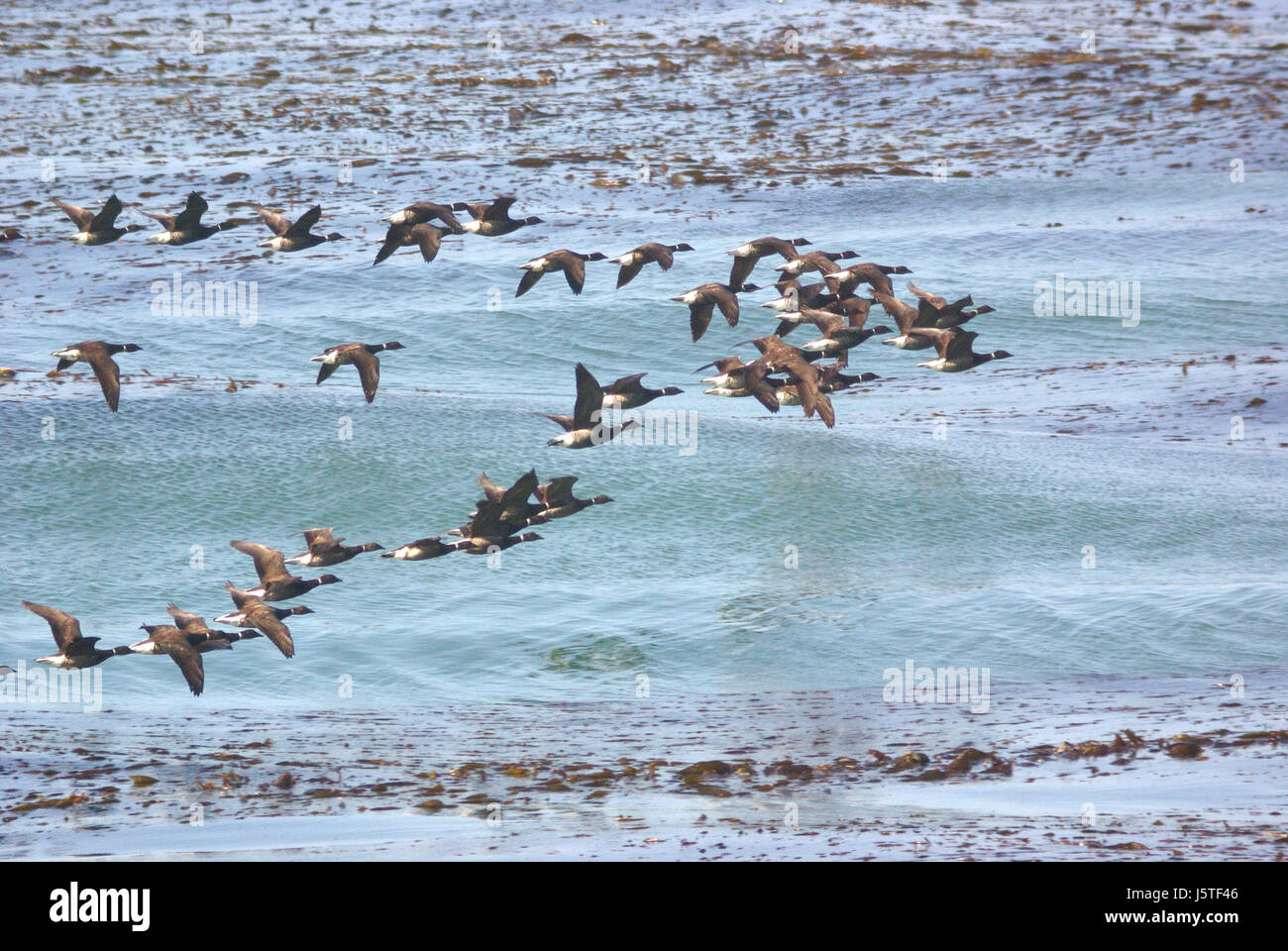 014 - BRANT (09.05.09) San Simeon, Slo co, ca -1 (8707175659) Stockfoto