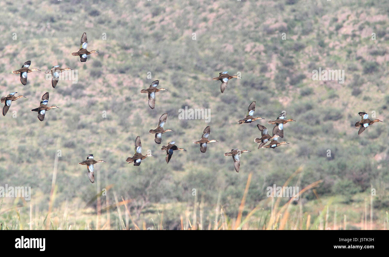 033 - CINNAMON TEAL (07.09.11) Patagonien See Staatspark, scc, az (1) (8711198367) Stockfoto