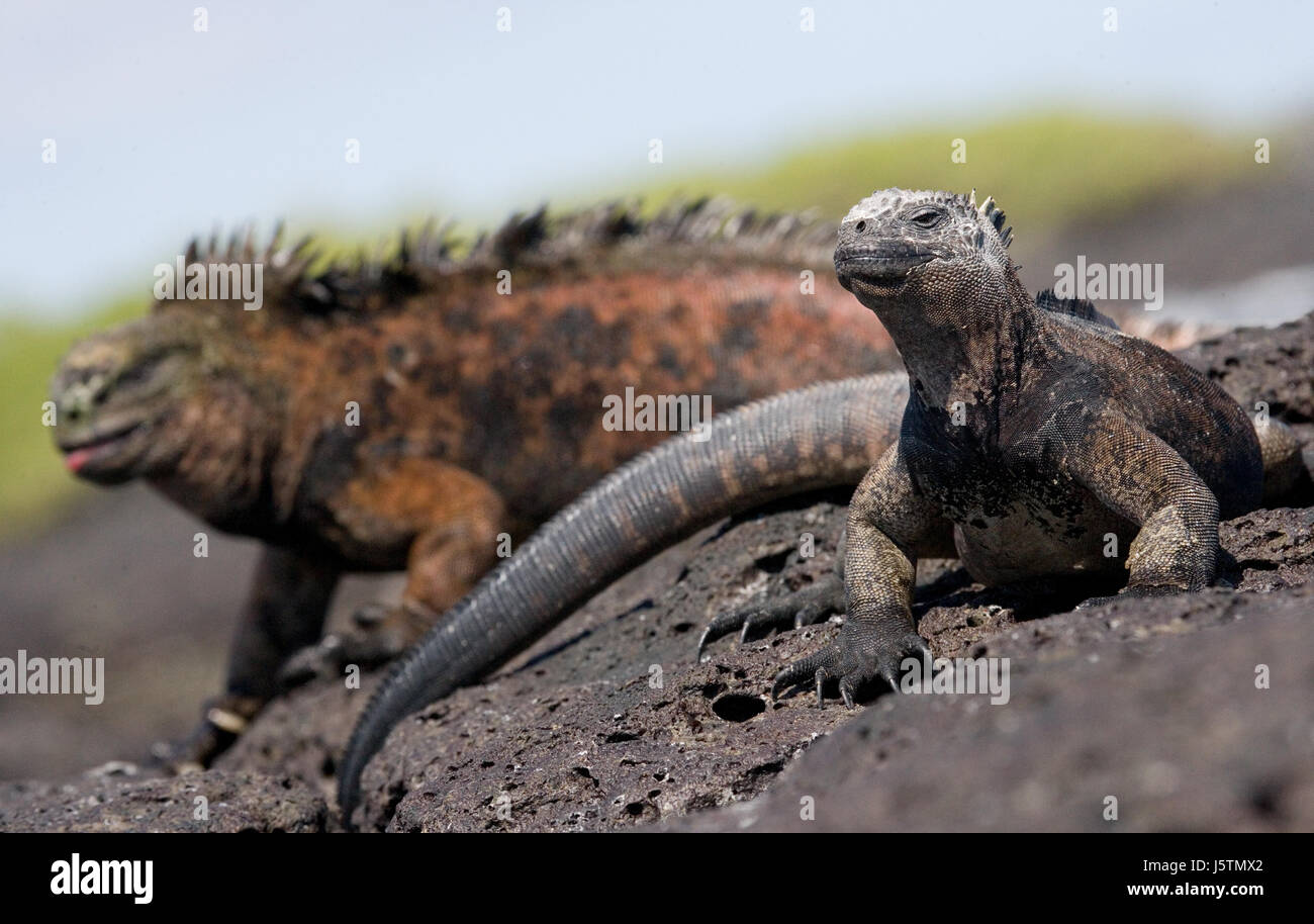 Meeresleguane sitzen auf Felsen. Die Galapagos-Inseln. Pazifik. Ecuador. Stockfoto