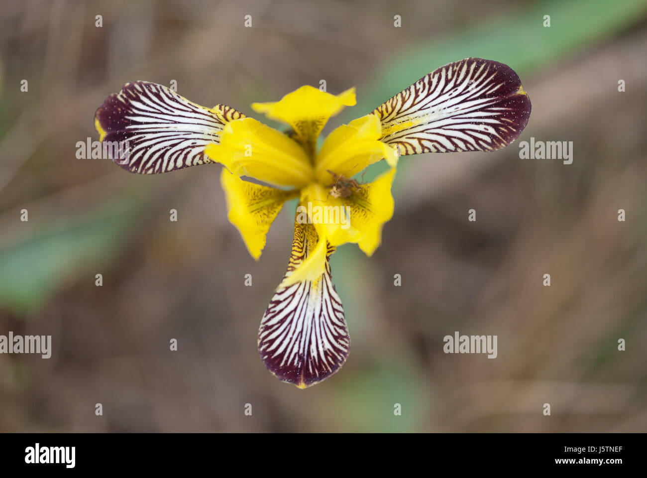 Ungarische Iris (Iris Variegata), nach unten gerichtete Blick auf die auffällige Blume. Stockfoto