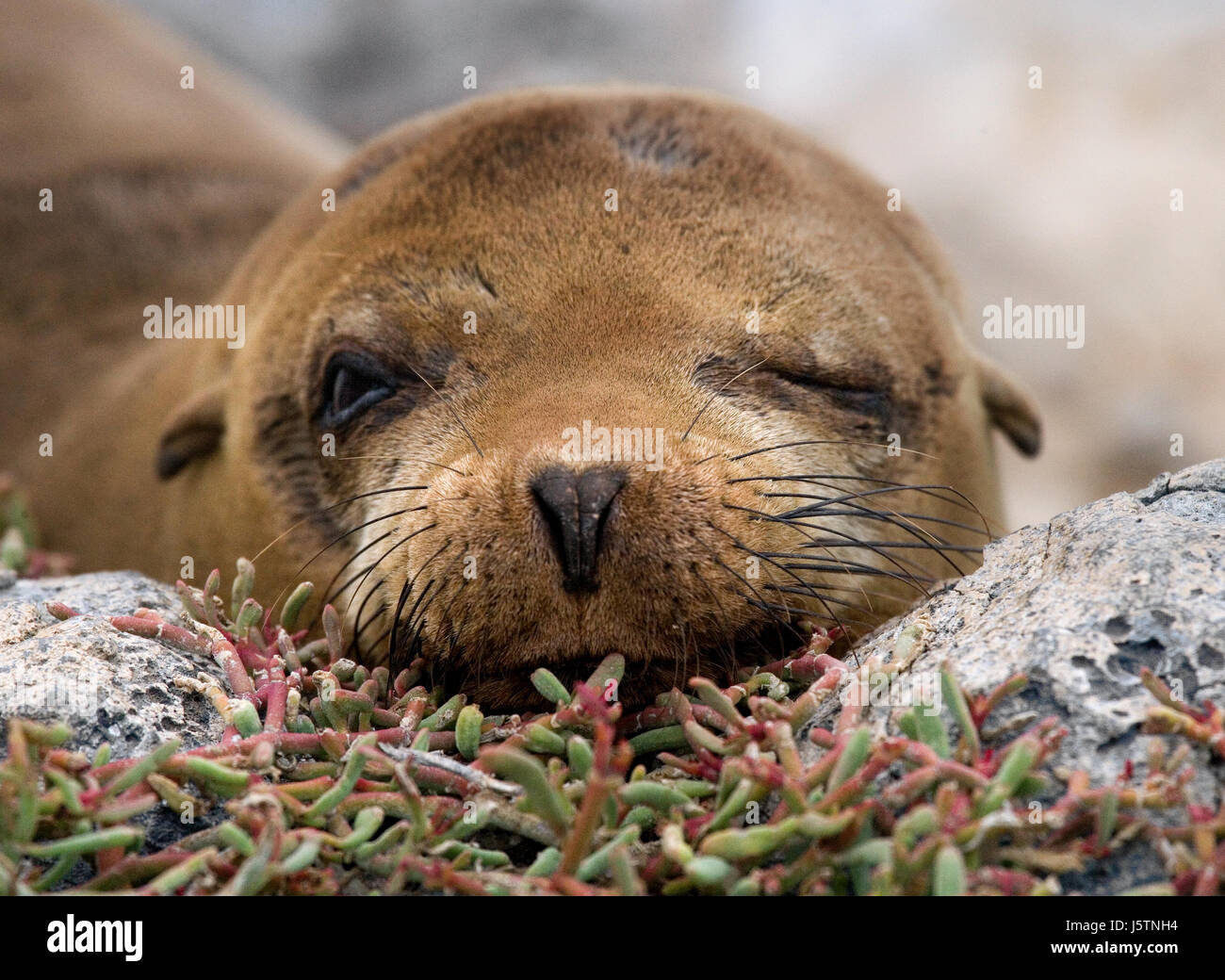 Porträt eines Seelöwen. Die Galapagos-Inseln. Pazifik. Ecuador. Stockfoto