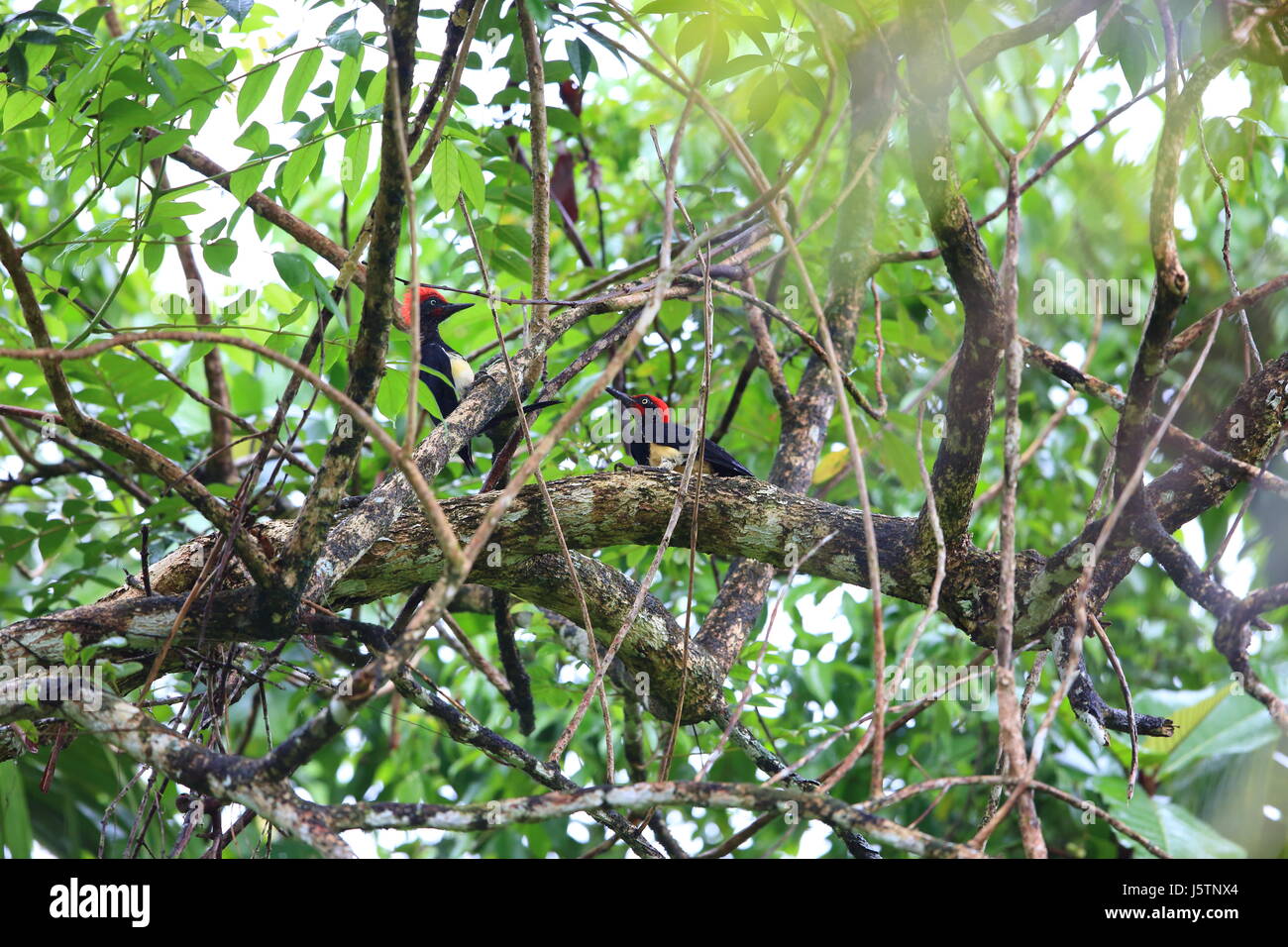 White-bellied Specht (Dryocopus Javensis Parvus) in Simeulue Insel, West-Sumatra, Indonesien Stockfoto