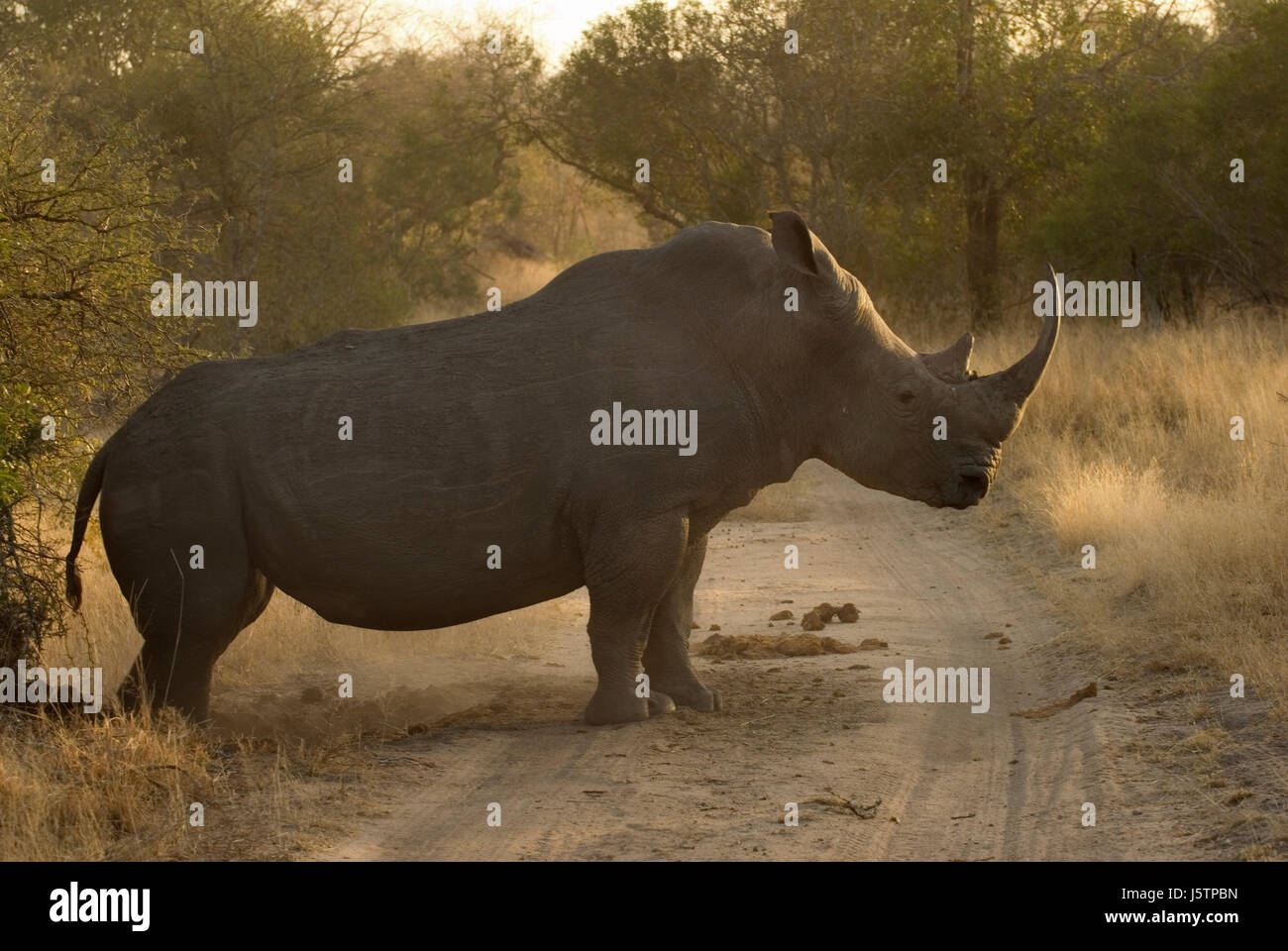 Privatpark Säugetier Tourismus Afrika riesige Savanne Horn Säugetiere Abenteuer Süd Stockfoto