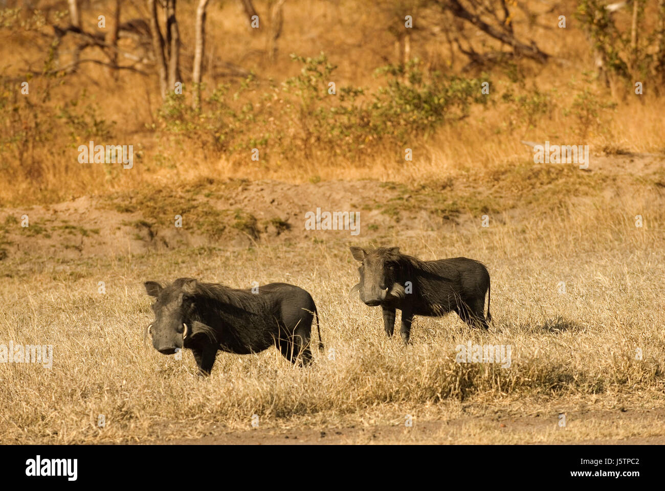 Privatpark Säugetier Afrika Savanne Abenteuer Südafrika Safari Ferkel Schweine Stockfoto