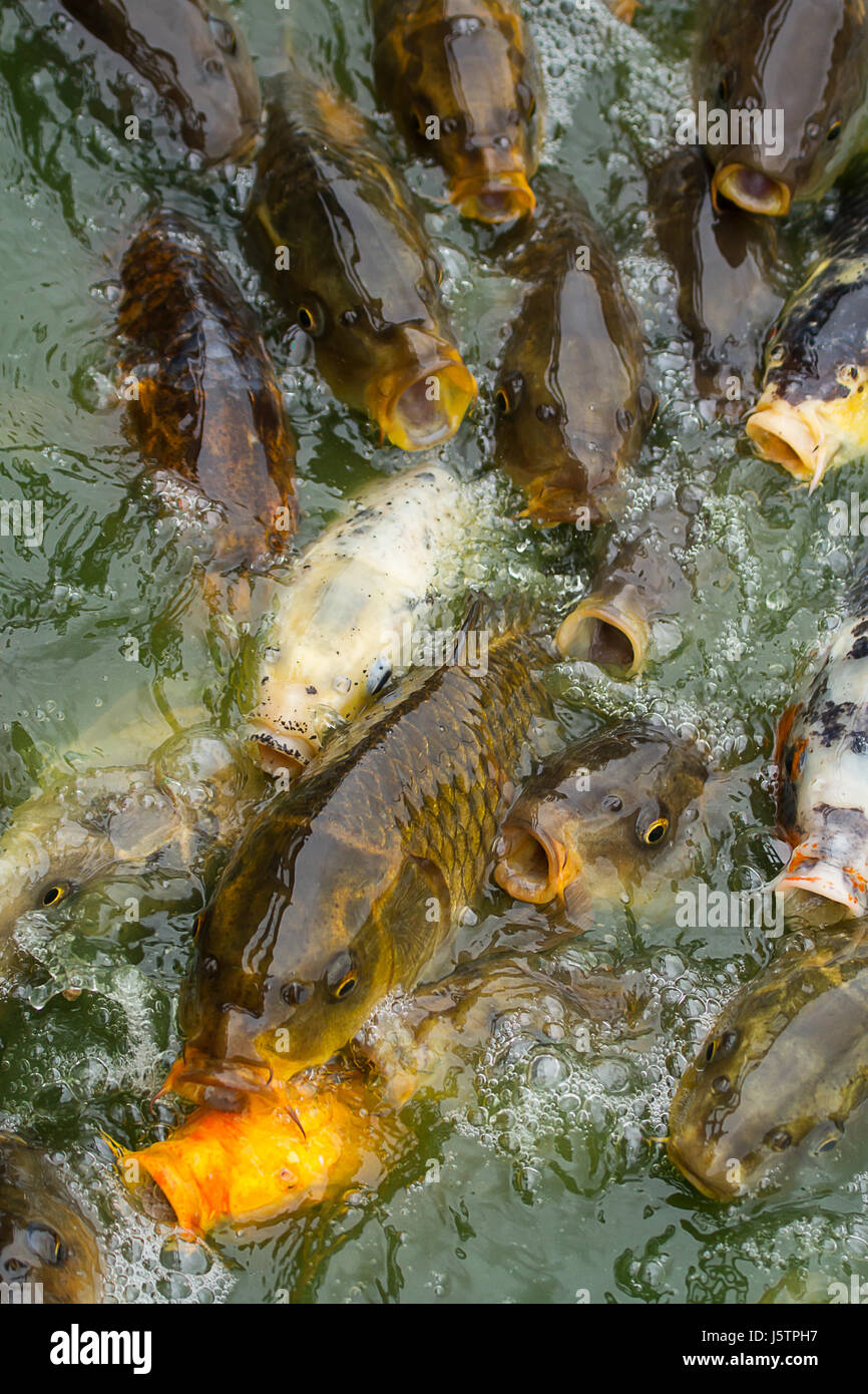 Foto von einem Schwarm von Karpfen Fische füttern Stockfoto