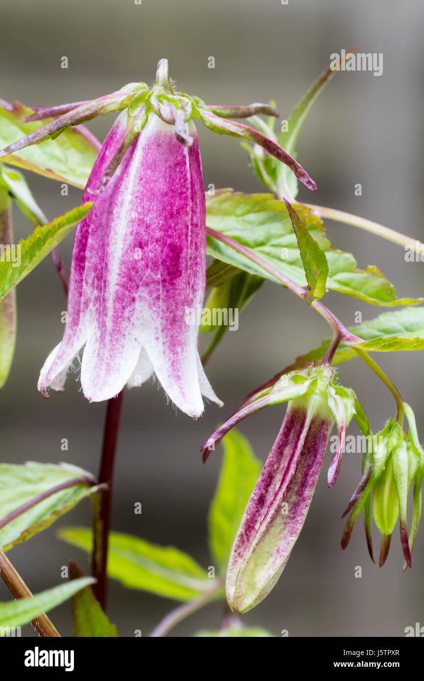 Dekorative weiße und rosa hängende Glockenblume und Knospen der winterharte mehrjährige Campanula Takesimana "Elizabeth" Stockfoto