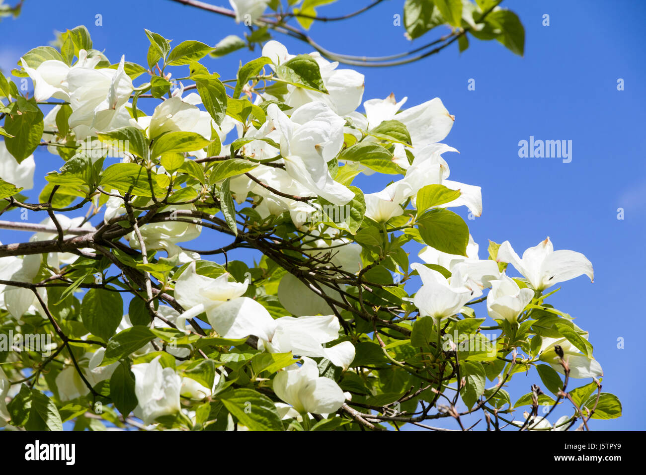 White, späten Frühjahr Blumen winterhart Hybrid Hartriegel, Cornus "Eddies White Wonder" Stockfoto