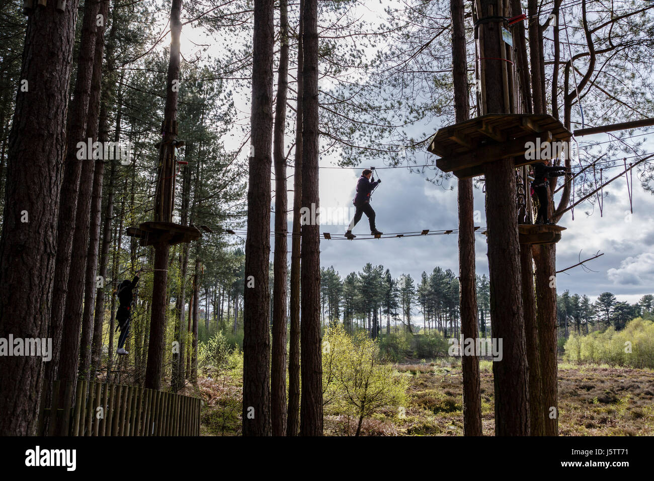 Go Ape Hochseilgarten Delamere Wald, Cheshire Stockfoto