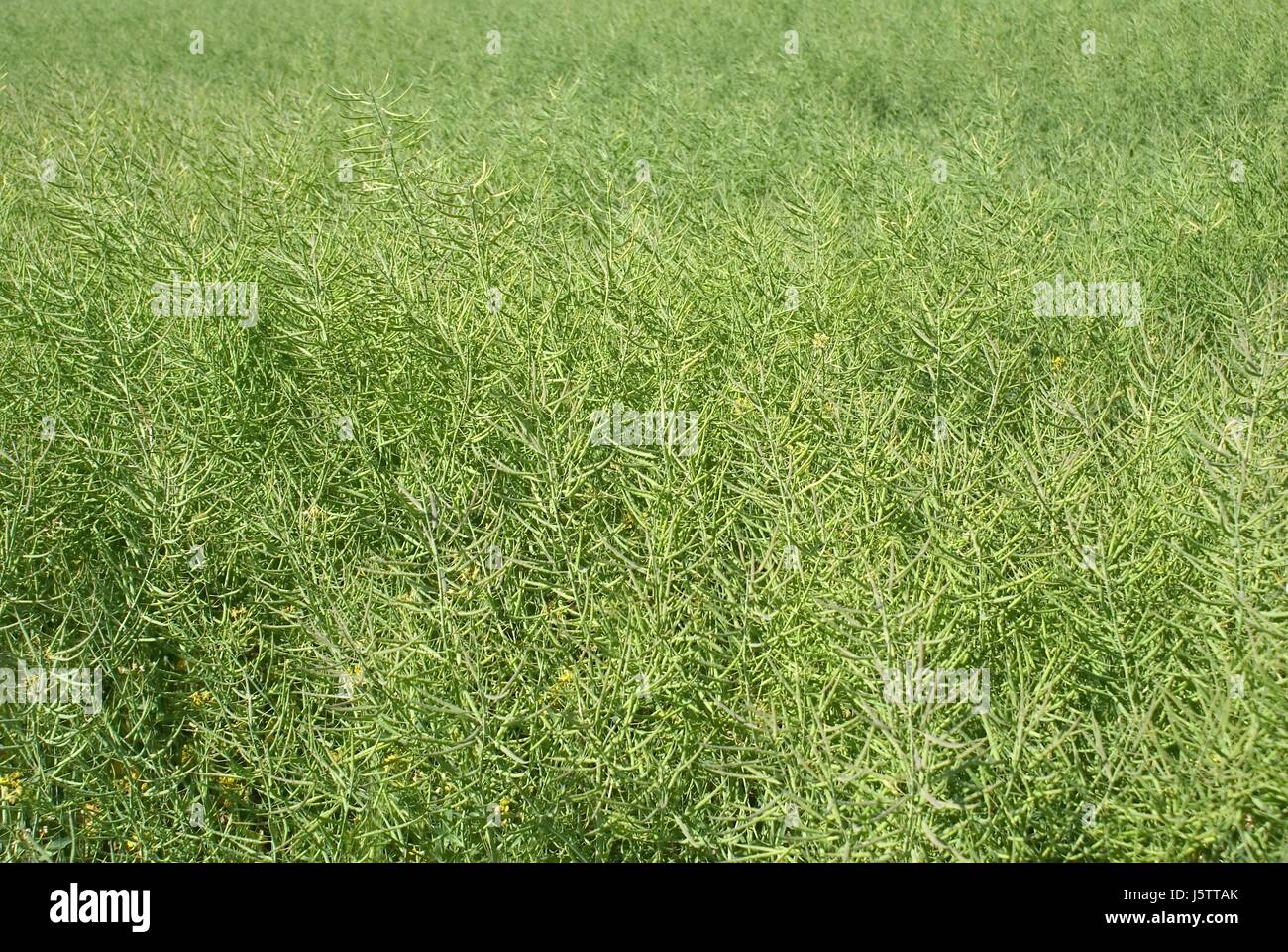 grünen Raps Raps Feld Landwirtschaft Landwirtschaft Rohstoff Struktur Hintergrund Stockfoto