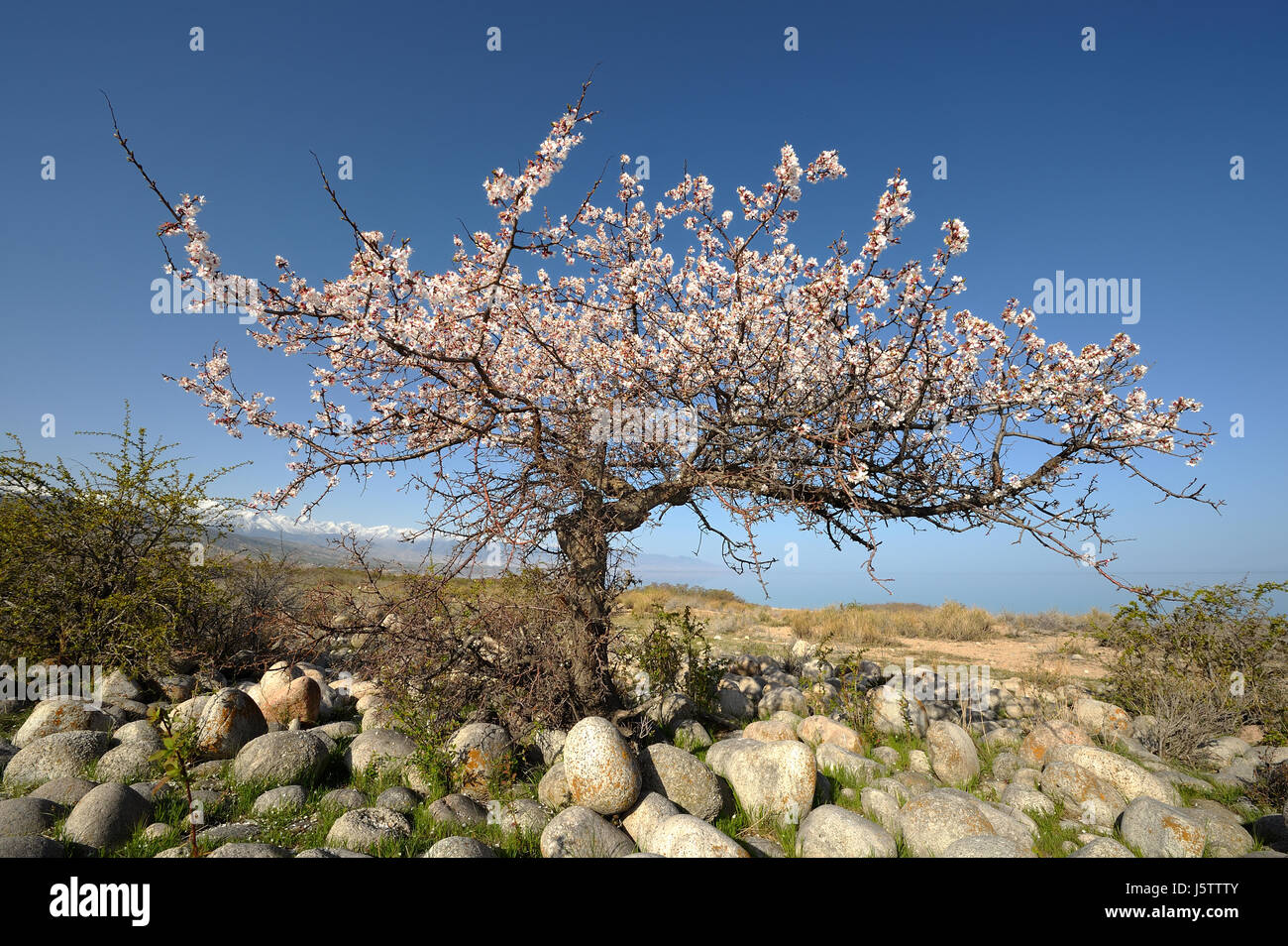 Eine wilde Aprikosenbaum Stockfoto
