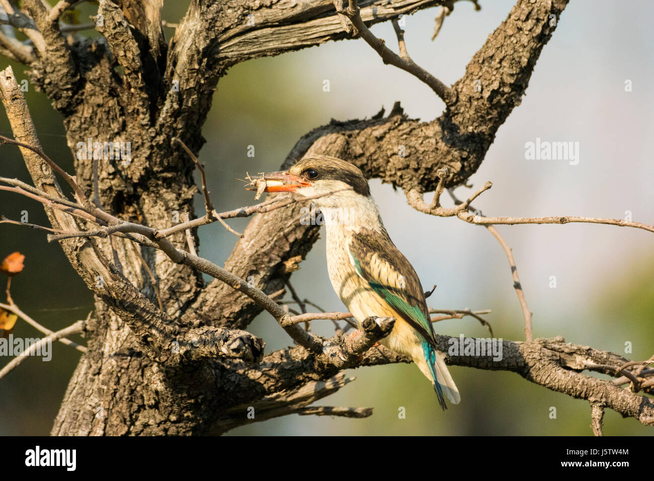 Gestreiftes Kingfisher Halcyon Chelicuti thront im Baum mit kill Stockfoto