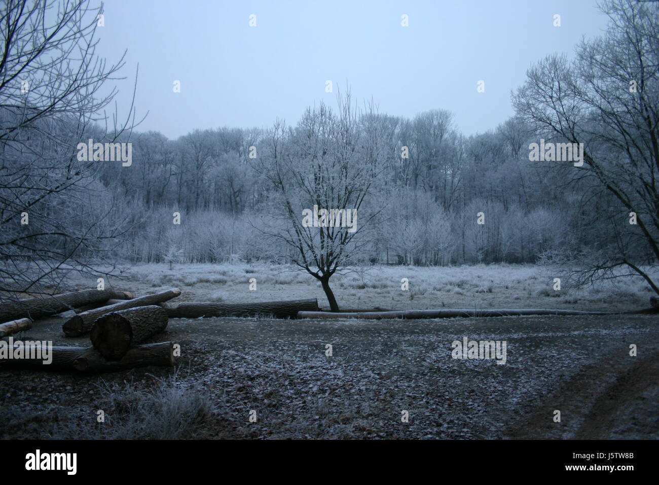 Baum Bäume Raureif Baum Bäume kalte leere europäischen kaukasischen Raureif Weg Stockfoto