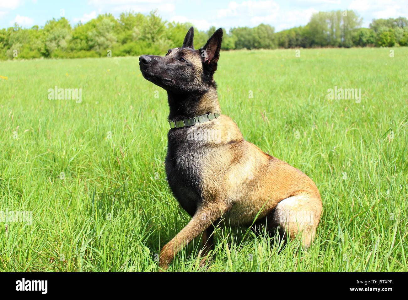 malinois-hund-fotos-und-bildmaterial-in-hoher-aufl-sung-alamy